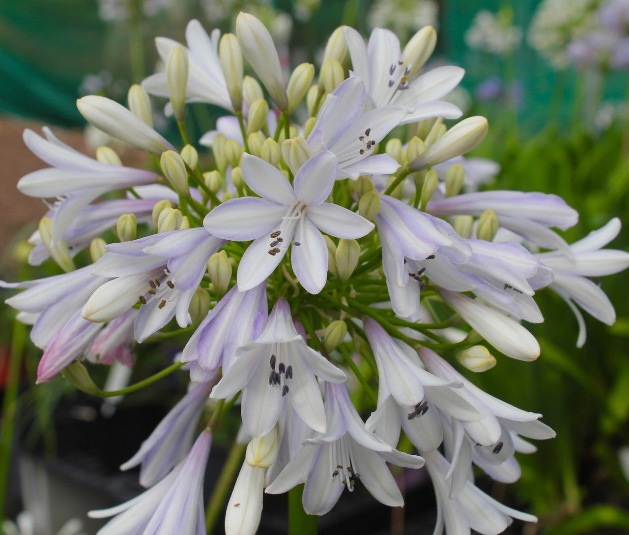 Agapanthus Madison ™ - special 30 pack of young plants