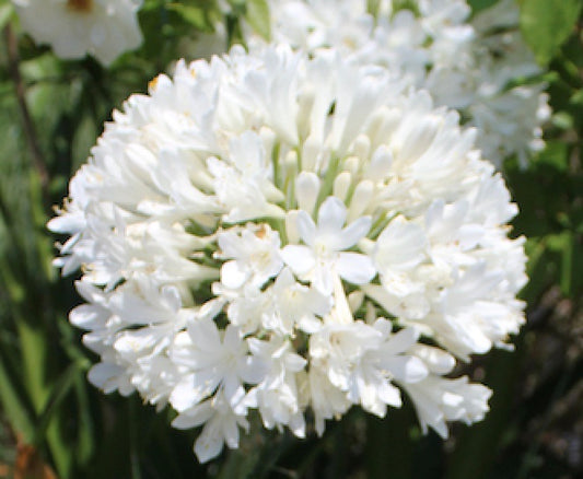 Agapanthus PMB020 (pbr) River Garden White ™ - young plant