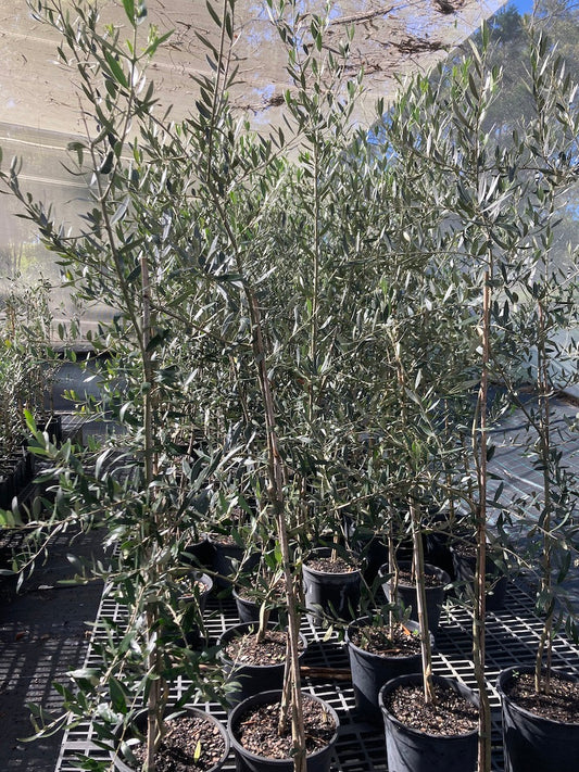 Olive - Pendulino in 250mm pot (Pick up only)