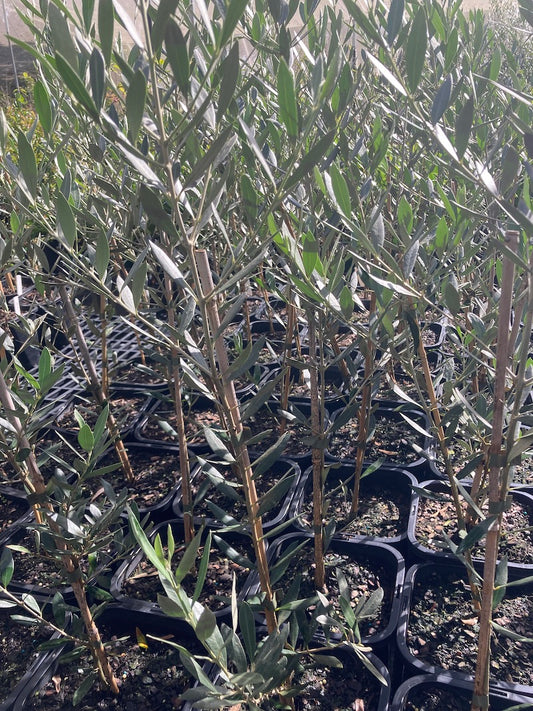 Olive - Picual in 190mm pot (Pick up only)