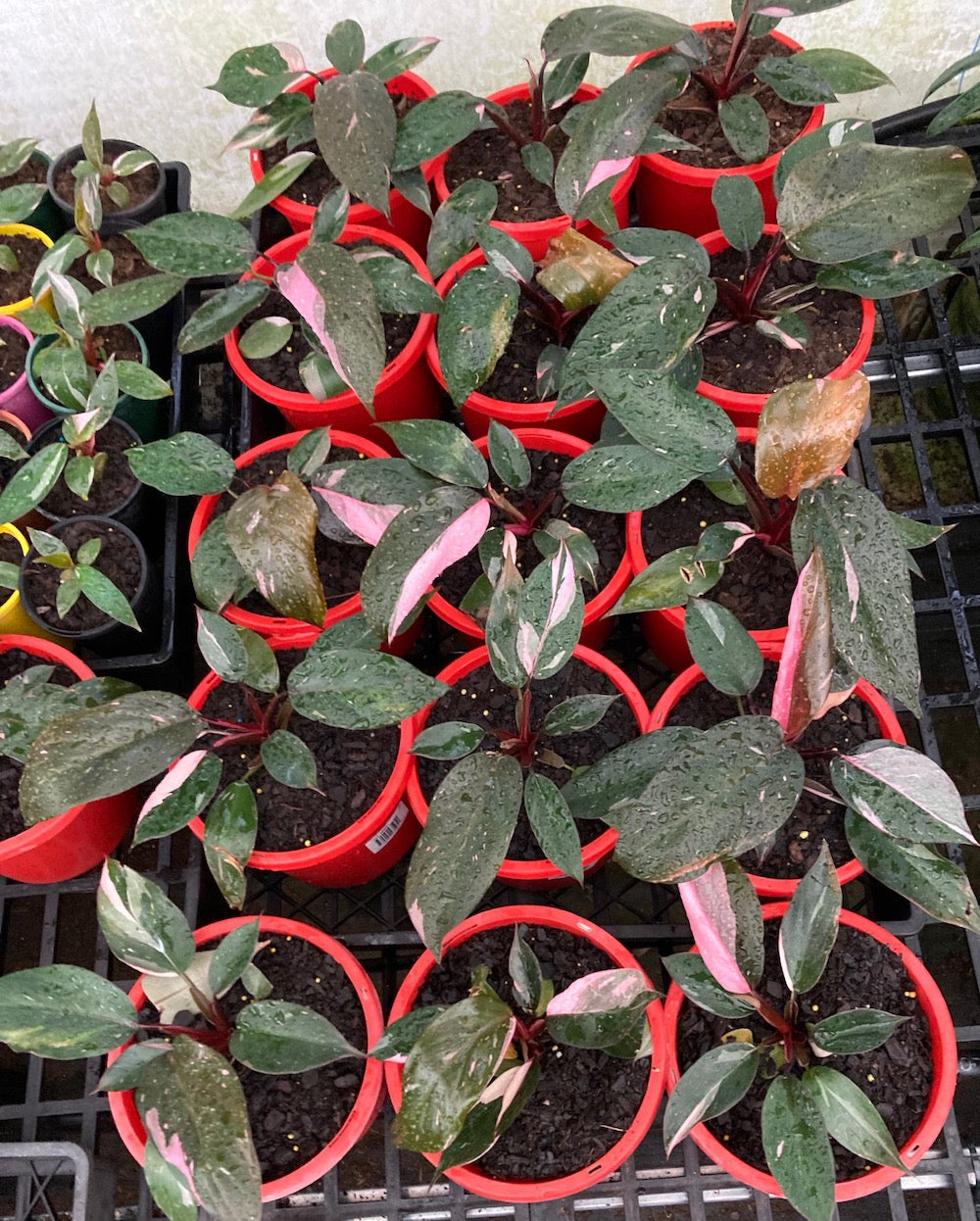 Philodendron Pink Princess - 175mm pot (pick up only)