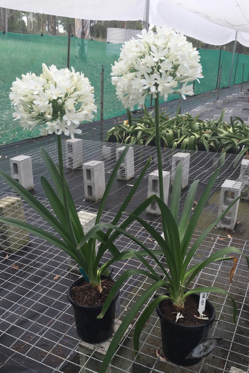 Agapanthus PMB020 (pbr) River Garden White ™ - 20 young plants