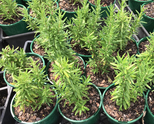 Rosemary Tuscan Blue (Pick up only)