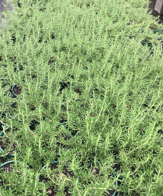 Rosemary Prostrata (Pick up only)