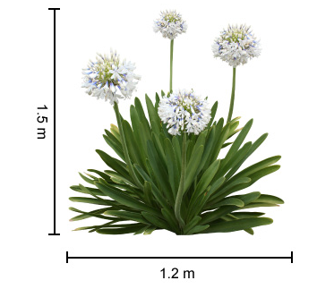 Agapanthus Queen Mum - Special 20 plant buy of young plants