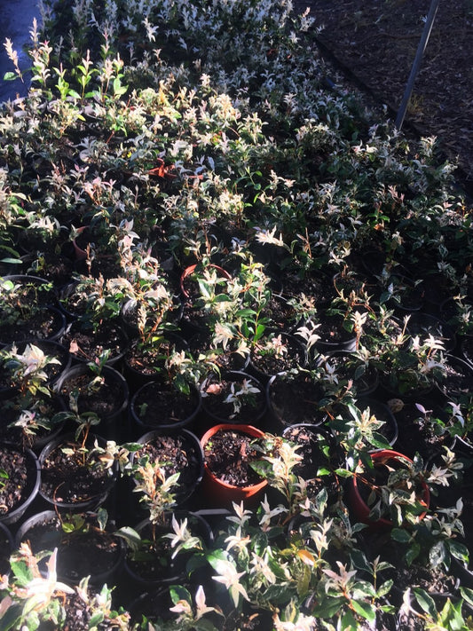 Trachelospermum jasminoides tricolour in 140mm pot (Pick up only)
