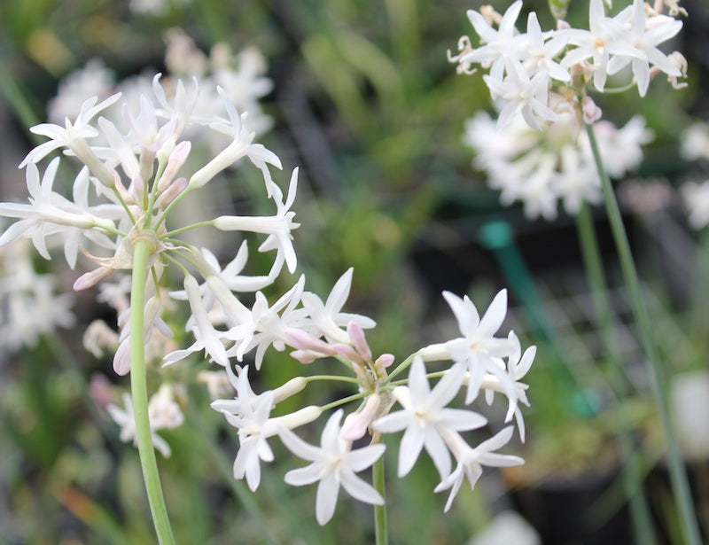 Tulbaghia violacea alba