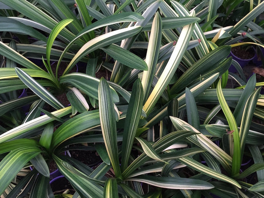 Clivia miniata variegated Orange split for Yellow flowering - 3 year old