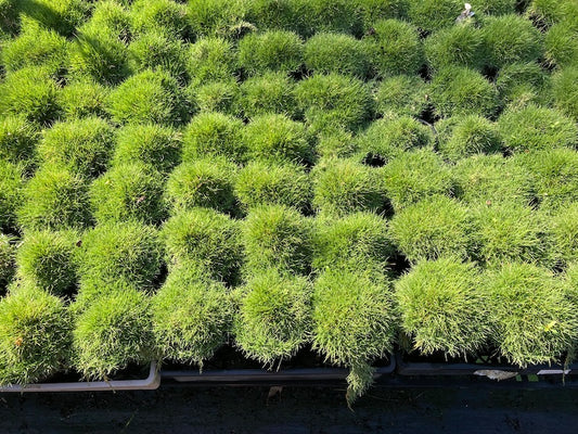 Zoysia tenuifolia - 140mm pots (Pick up only)