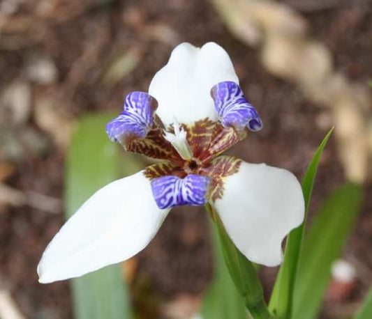 Neomarica gracilis - 10 plants