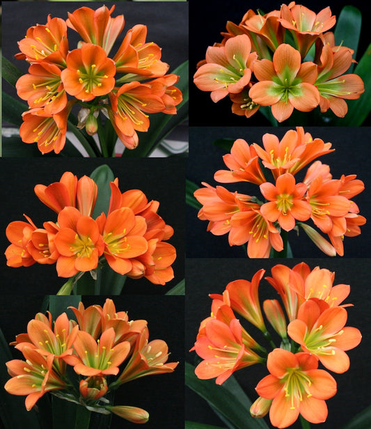 Clivia miniata seedlings - 1 Bronze flowering cross - 1 year old