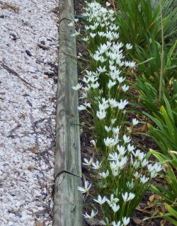 Zephyranthes candida - 10 bulbs