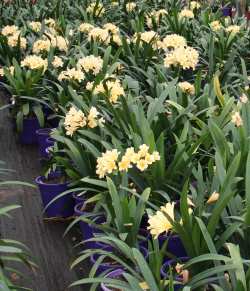Clivia miniata - 10 Yellow flowering pack  - 1 year old