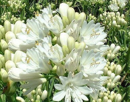 Agapanthus Double Diamond - flowering size