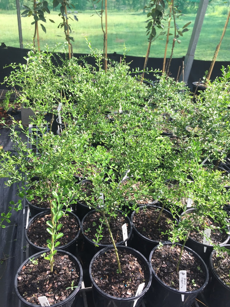 Finger Lime - "Green Sapphire" grafted in 200mm pot (pick up only)
