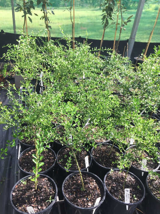 Finger Lime - "Green Sapphire" grafted in 200mm pot (pick up only)