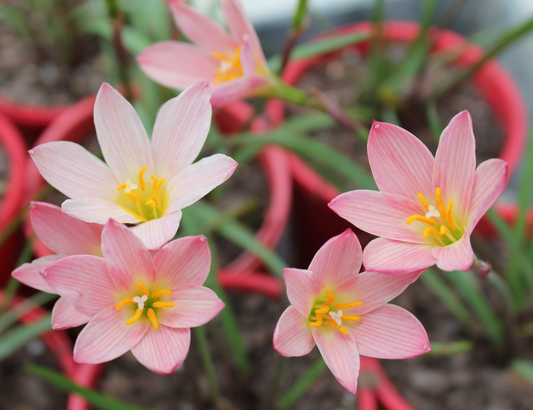 Zephyranthes "Sunset" strain - pack of 10 bulbs