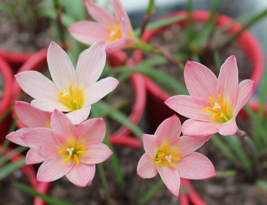 Zephyranthes "Sunset" strain