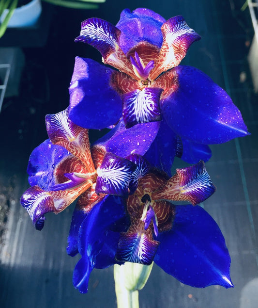 Neomarica caerulea "Indigo Blue" - 20 plants