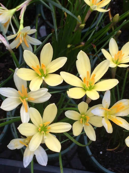 Zephyranthes Ajax - Pack of 10 bulbs