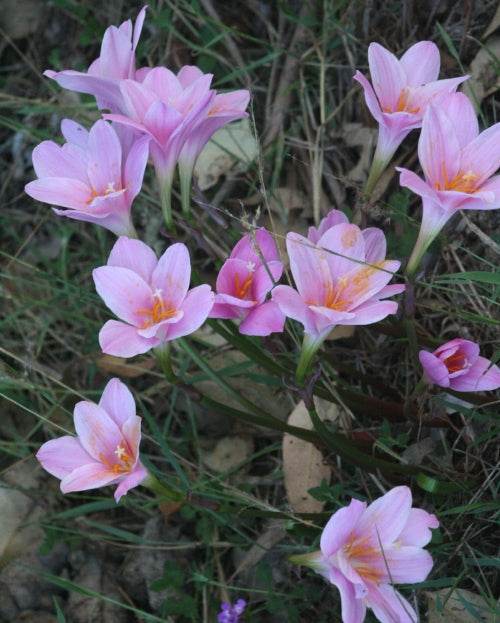 Zephyranthes carinata Pink - Flowering Size