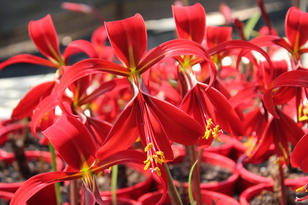 Sprekelia formosissima (Jacobean Lily) - Immature Sized Bulb