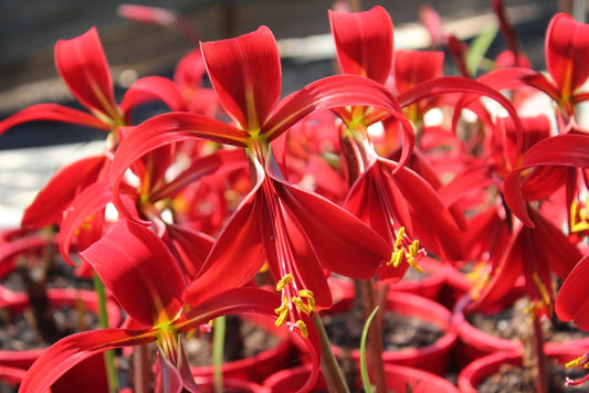 Sprekelia formosissima (Jacobean Lily) - Flowering Size