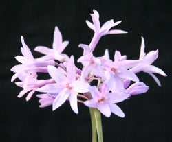 Tulbaghia violacea variegata