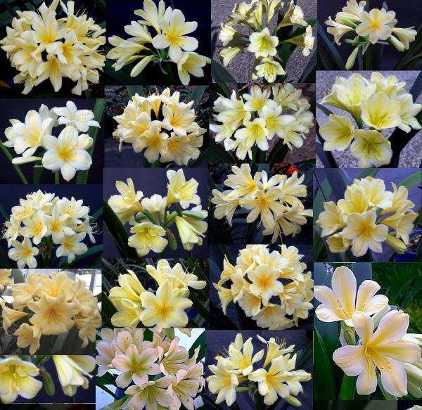 Clivia miniata seedling - yellow/cream flowering - 1 year old
